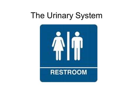 Figure 3. Urine formation takes place in the nephron.