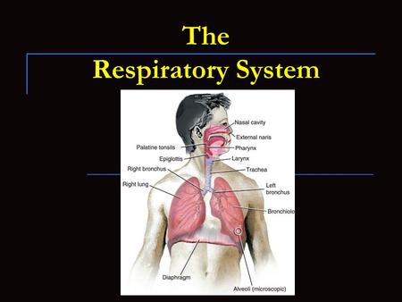 The Respiratory System