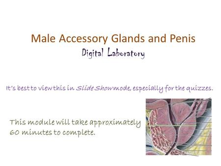 Male Accessory Glands and Penis