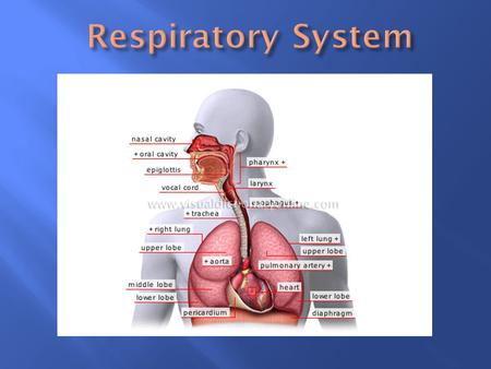 Respiratory System.