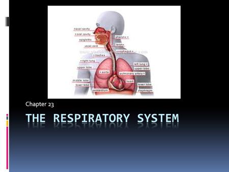 Chapter 23. Functions  Area of gas exchange between air and circulating blood  Producing sounds for communication.