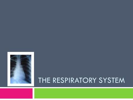 The Respiratory system