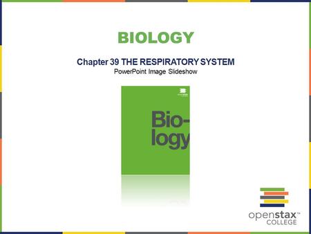 BIOLOGY Chapter 39 THE RESPIRATORY SYSTEM PowerPoint Image Slideshow.