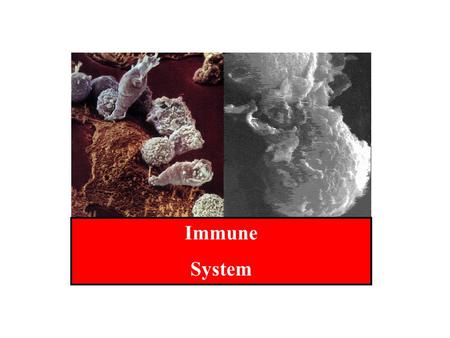 Immune System. The influenza epidemic of 1918- 1919 killed 22 mil- lion people in 18 months. With 25 million American infected, the Red Cross often worked.