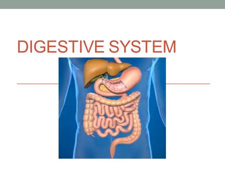 Digestive System.