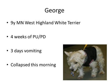 George 9y MN West Highland White Terrier 4 weeks of PU/PD 3 days vomiting Collapsed this morning.