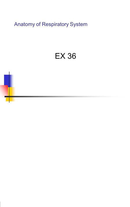 Anatomy of Respiratory System EX 36. Respiration We can divide this unit into 3 topics 1) Anatomy 2) mechanics of breathing 3) Chemistry of respiration.
