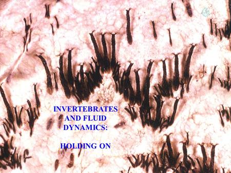 INVERTEBRATES AND FLUID DYNAMICS: HOLDING ON. BOUNDARY LAYER Mainstream Velocity (U) Boundary layer thickness (99%) Boundary layer thickness (90%) Distance.