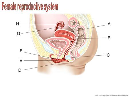 A D C B H G F E Illustration copyright © McGraw-Hill Australia Pty Ltd.