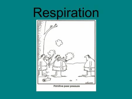 Respiration. Primitive Gas Exchange Diffusion is the order of the day! Organisms allow gas diffusion to occur across the membrane into the outer environment.