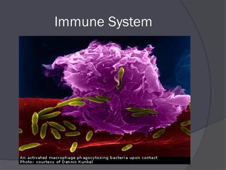 Immune System. Homeostasis Homeostasis: the process by which organisms keep internal conditions relatively constant despite changes in their external.