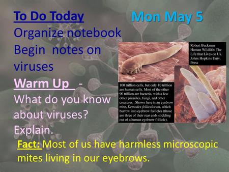 Mon May 5 To Do Today Organize notebook Begin notes on viruses Warm Up - What do you know about viruses? Explain. Fact: Most of us have harmless microscopic.