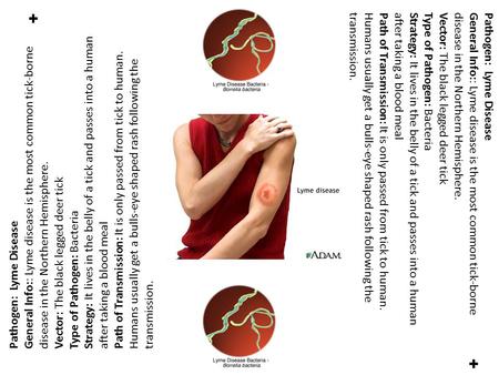 ✚ Pathogen: Lyme Disease General Info:: Lyme disease is the most common tick-borne disease in the Northern Hemisphere. Vector: The black legged deer tick.