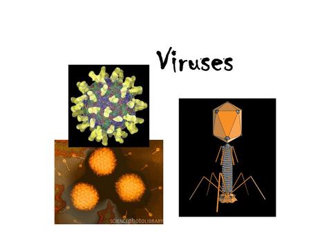 Viruses.