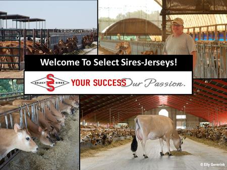 Welcome To Select Sires-Jerseys!. Select Sires making a difference around the world Sambo Berretta Hermitage Barber Centurion Duncan Chief Duncan Saint.