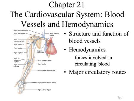 Chapter 21 The Cardiovascular System: Blood Vessels and Hemodynamics