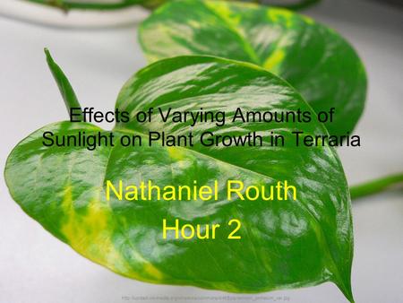 Effects of Varying Amounts of Sunlight on Plant Growth in Terraria Nathaniel Routh Hour 2