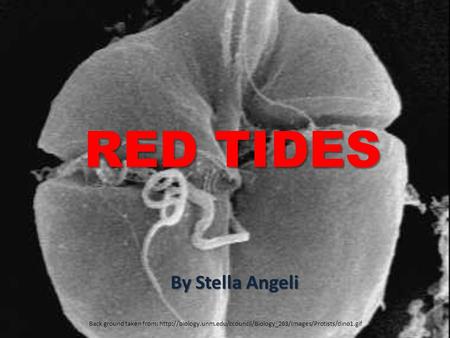 RED TIDES By Stella Angeli