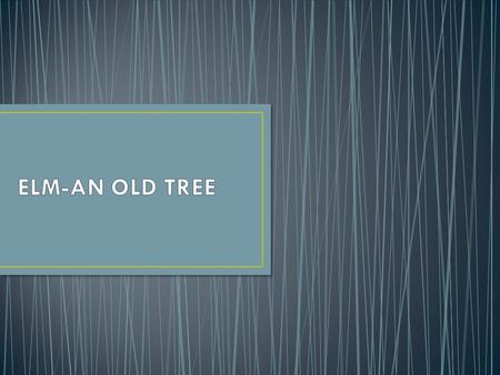 Elm trees first made an appearance in the Miocene period, about 40 million years ago. Originating in central Asia, the tree has flourished and has established.