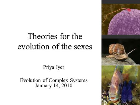 Theories for the evolution of the sexes Priya Iyer Evolution of Complex Systems January 14, 2010.