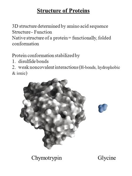 Structure of Proteins 3D structure determined by amino acid sequence Structure - Function Native structure of a protein = functionally, folded conformation.