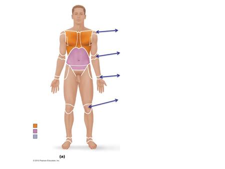 Figure 1.7a Regional terms used to designate specific body areas.