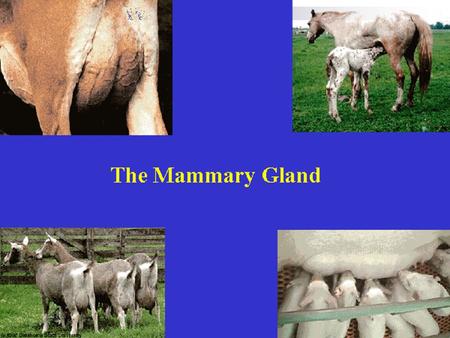 The Mammary Gland The milk secreting organ Modified sweat gland