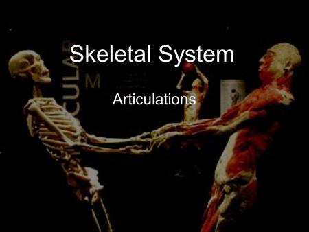 Skeletal System Articulations. Articulation (joint): a point of contact between bones. Some allow movement, others are immovable (sutures). Most joints.