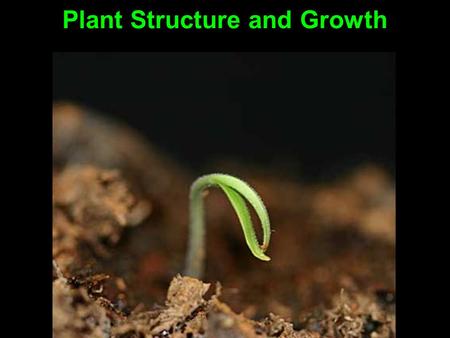 Plant Structure and Growth