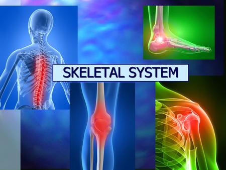 SKELETAL SYSTEM. TYPES OF BONES n LONG: humerus n SHORT: carpals n FLAT: frontal bone n IRREGULAR: vertebrae.