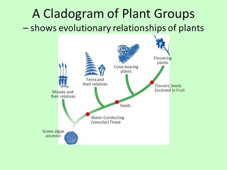 Flowering plants Cone-bearing plants Ferns and their relatives