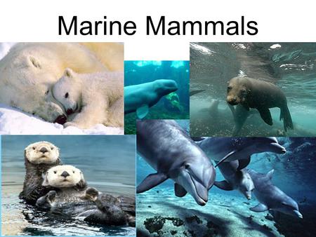 Marine Mammals. What is a Mammal? Mammals have a 4 chambered heart. Mammals are warm- blooded. They have hair/fur. Have mammary glands. Give birth to.