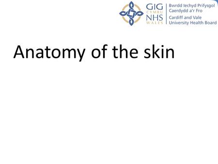 Anatomy of the skin.