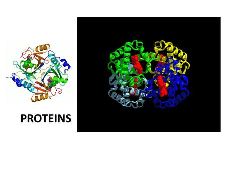 PROTEINS. BUILT BY INSTRUCTIONS FOUND IN DNA GENE = DNA INSTRUCTIONS FOR ONE PROTEIN.