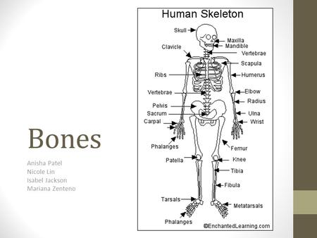 Bones Anisha Patel Nicole Lin Isabel Jackson Mariana Zenteno.