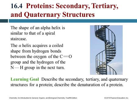 Chemistry: An Introduction to General, Organic, and Biological Chemistry, Twelfth Edition© 2015 Pearson Education, Inc. 16.4 Proteins: Secondary, Tertiary,