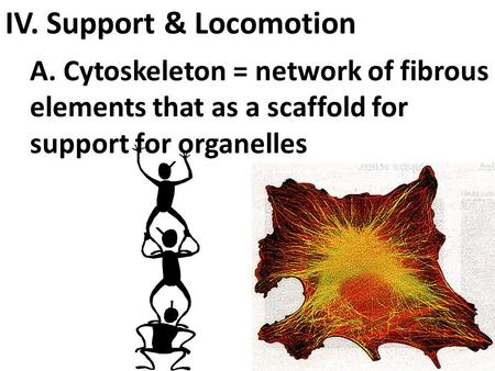 IV. Support & Locomotion A. Cytoskeleton = network of fibrous elements that as a scaffold for support for organelles.