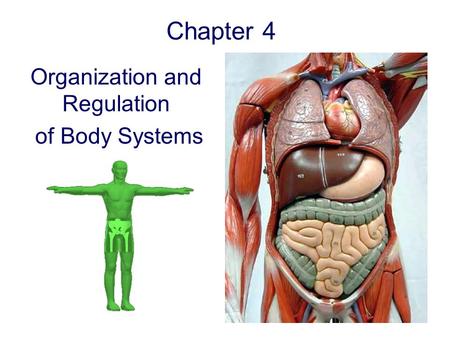 Organization and Regulation of Body Systems