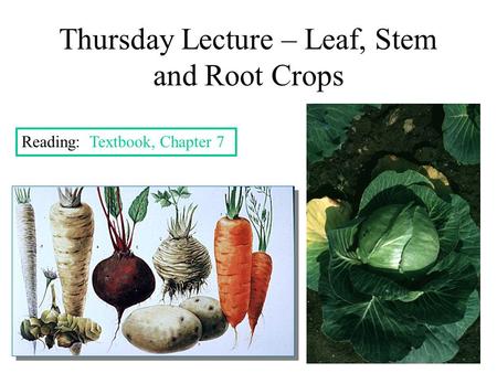 Thursday Lecture – Leaf, Stem and Root Crops Reading: Textbook, Chapter 7.