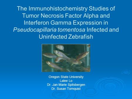 The Immunohistochemistry Studies of Tumor Necrosis Factor Αlpha and Interferon Gamma Expression in Pseudocapillaria tomentosa Infected and Uninfected Zebrafish.