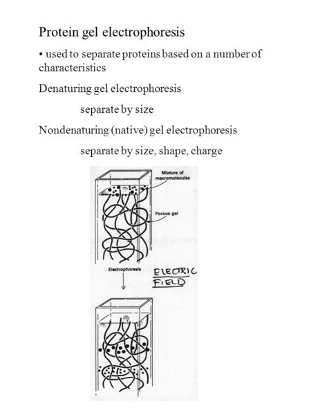 Protein gel electrophoresis