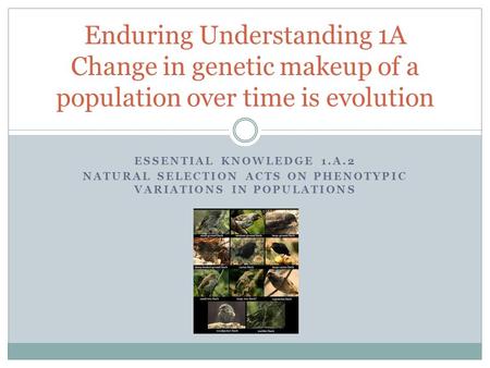 Natural selection acts on phenotypic variations in populations