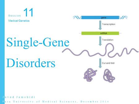 Single-gene Traits To date, more than 10,000 single-gene traits and disorders have been identified Individually are rare, affect between 1% and 2% of.