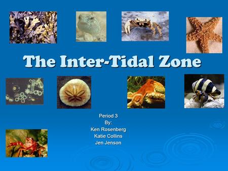 The Inter-Tidal Zone Period 3 By: Ken Rosenberg Katie Collins Jen Jenson.