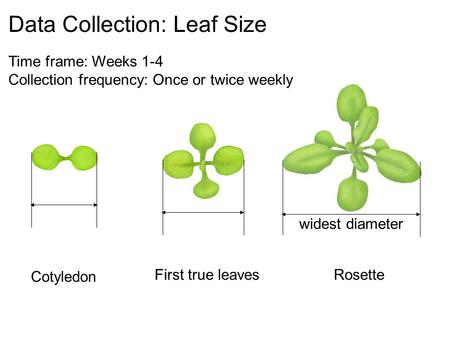 Data Collection: Leaf Size Cotyledon First true leavesRosette widest diameter Time frame: Weeks 1-4 Collection frequency: Once or twice weekly.