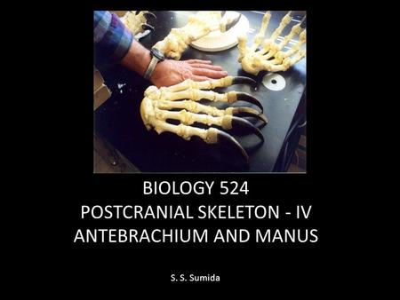 BIOLOGY 524 POSTCRANIAL SKELETON - IV ANTEBRACHIUM AND MANUS S. S. Sumida.