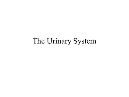 The Urinary System.