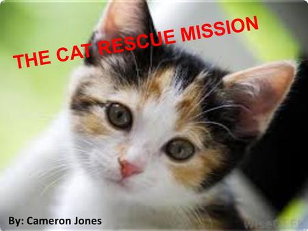 THE CAT RESCUE MISSION By: Cameron Jones. THE CAT RESCUE MISSION By: Cameron Jones.