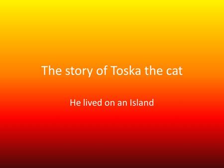 The story of Toska the cat He lived on an Island.