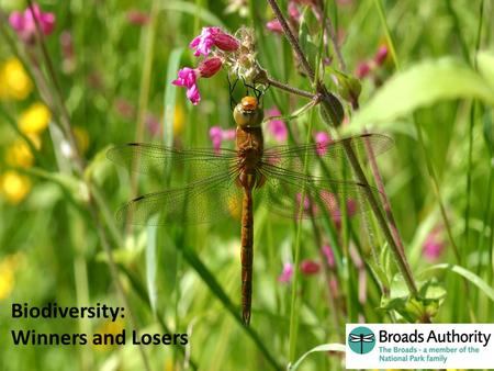 Aren't the Broads Brilliant ! Biodiversity: Winners and Losers.